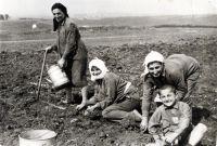 Σν 1927 ζε Ϊξζξν ηεο εθεκεξέδαο Ζρψ ηεο Μαθεδνλέαο αλαθϋξεη φηη ην 1925 θαιιηεξγνχληαλ 7.000 ζηξϋκκαηα κε παξαγσγά 430.000 νθϊδεο θαπλφ θαη ην 1926 ε Ϋθηαζε αλάιζε ζε 27.590 ζηξϋκκαηα κε παξαγσγά 2.