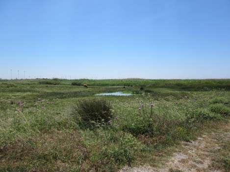 Melpo Apostolidou, Akrotiri Marsh Πετροχελίδονα