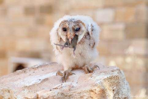 Nye, Barn Owl Ανθρωποπούλι Το πιλοτικό έργο στην Κύπρο: Χρήση ανθρωποπουλιών για την αντιμετώπιση των