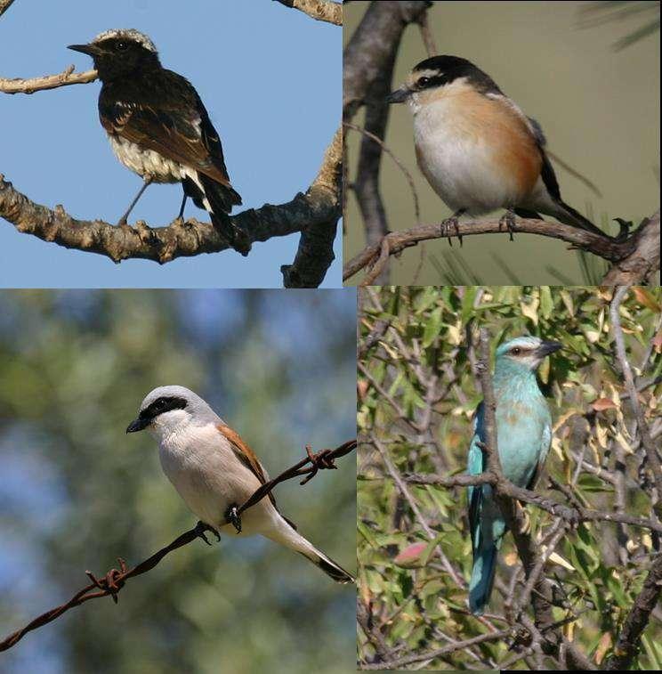 FORBIRDS Νίκος Κασίνης, και