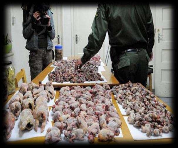 H παράνομη παγίδευση μεταναστευτικών πτηνών με μη επιλεκτικές μεθόδους σύλληψης (δίχτυα, ξόβεργα) αποτελεί σημαντική απειλή για τη διατήρηση της πτηνοπανίδας στη