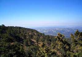 Andreou, Troodos Forest