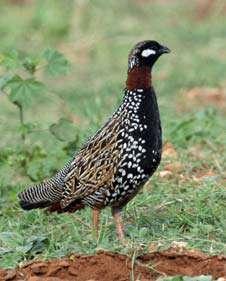 Cyprus, Bonelli s Eagle James Wilson, Black Francolin