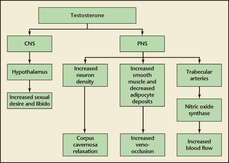 Σημεία δράσης της τεστοστερόνης στην διαδικασία της στύσης ΚΝΣ ΥΠΟΘΑΛΑΜΟΣ αμυγδαλή ΑΥΞΗΜΕΝΗ ΣΕΞΟΥΑΛΙΚΗ ΕΥΧΑΡΙΣΤΗΣΗ LIBIDO τεστοστερόνη ΑΥΞΗΜΕΝΗ ΠΥΚΝΟΤΗΤΑ ΝΕΥΡΩΝΩΝ ΧΑΛΑΣΗ ΣΗΡΑΓΓΩΔΩΝ