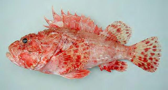 ~ 20 ~ έως τα 30 cm (Eschmeyer & Dempster 1990). Τρέφεται με ψάρια, οστρακόδερμα και βενθικούς ασπόνδυλους οργανισμούς. Αναπαράγεται τον Αύγουστο και το Σεπτέμβριο.