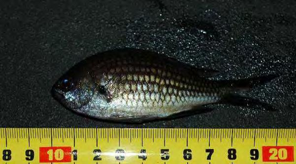 ~ 36 ~ 3.9.1 Περιγραφή ψαριού Η καλογριά (Chromis spp.) (Εικ. 3.17) είναι ψάρι μικρού μεγέθους, με μάτια μεγάλα και στόμα προεκβαλόμενο.