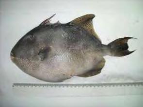 ~ 44 ~ 3.12.1 Περιγραφή ψαριού Ο Βαλλιστής (Balistes capriscus) είναι ψηλό ψάρι με μικρού μεγέθους στόμα (Εικ. 3.23). Έχει πλευρικά πεπιεσμένο σώμα με σκληρό δέρμα και δύο ραχιαία πτερύγια.