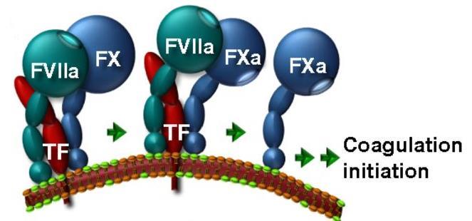 Σύμπλεγμα TF/FVII Σχηματισμός συμπλέγματος αποκρυπτογραφημένου TF με: FVII FVIIa FVIIa Ενεργοποίηση FX και FIX (παραγωγή