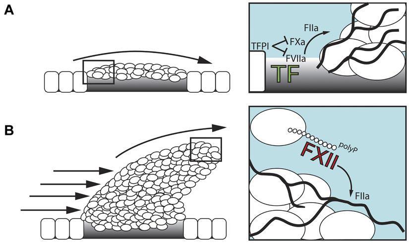 Σύμπλεγμα TF/FVII Σχηματισμός συμπλέγματος αποκρυπτογραφημένου TF με: FVII FVIIa FVIIa Αναστολείς της TF/FVII οδού TFPI (Tissue Factor Pathway