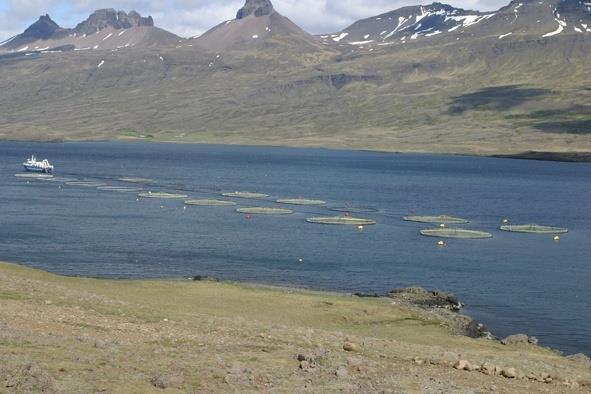 Íslenskt fiskeldi Eðlilegt