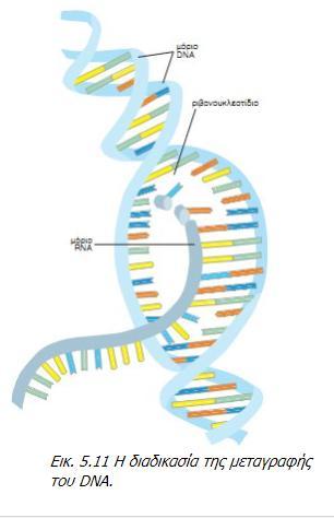 αντιγραφή. 3. Τα ριβονουκλεοτίδια ενώνονται μεταξύ τους σχηματίζοντας ένα νέο μόριο mrna και οι αλυσίδες του DNA έρχονται και πάλι κοντά. 4.