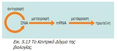 τον οποίο η γενετική πληροφορία διατηρείται από κάθε οργανισμό στους απογόνους του μέσω της αντιγραφής του DNA και εκφράζεται μέσω της μεταγραφής και της