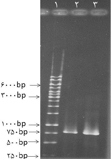 2/7 KCl 37 NaCl) 20 4/3 Na2HPO4.7H2O 16 5 ( ph: 7/2. 4 PBST His-tag 1/10000 PBST (ebcam). ) PBST DAB 6mg ph:7/8 50mM (10µl H 2 O 2..(19) H2O : LF 1 :LF 1 PCR.(1 ) ( 771) pxo1 PCR :1. 3 2 1.