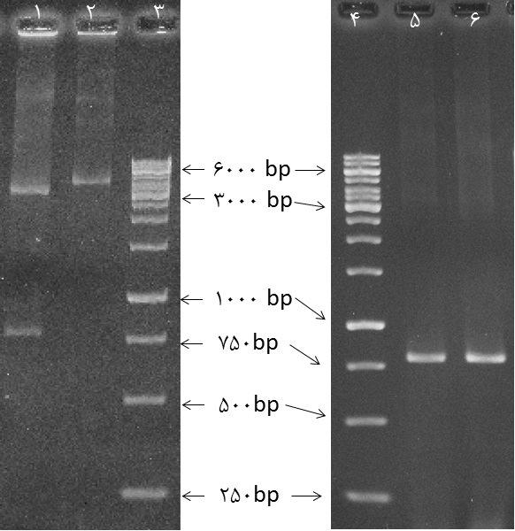 /4 14 / :3.pET28a(+) PCR 2 1 4 3 (771bp) pet28a(+) 6 5.