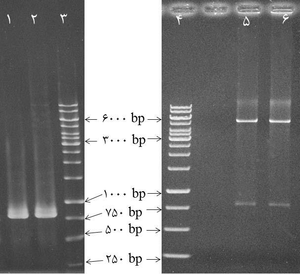 Xho I BamH I.(3 ) ( 771) :pet28a(+) IPTG. SDS-PAGE. 12 32kD..(4 ) :Western Blotting.