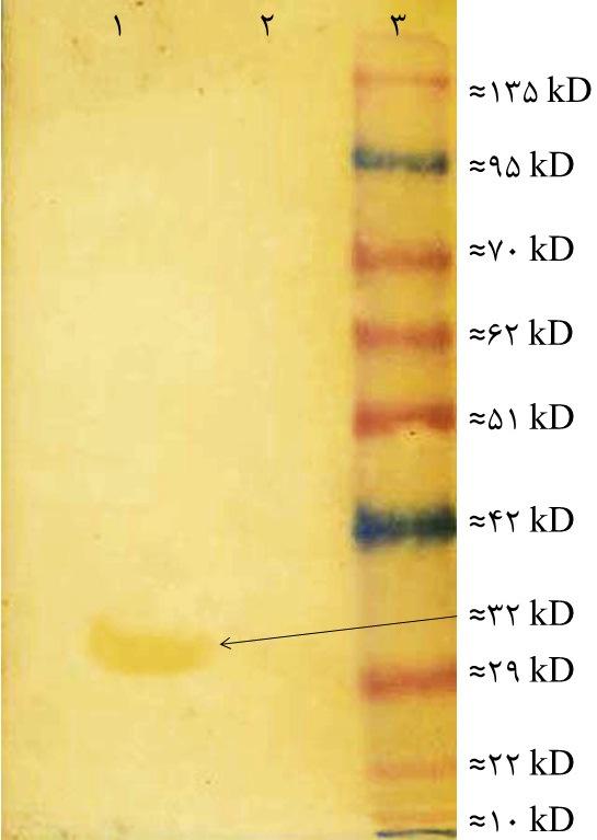 . BL21 LFD1 HtpR Lon OmpT DegP LFD1.(21).