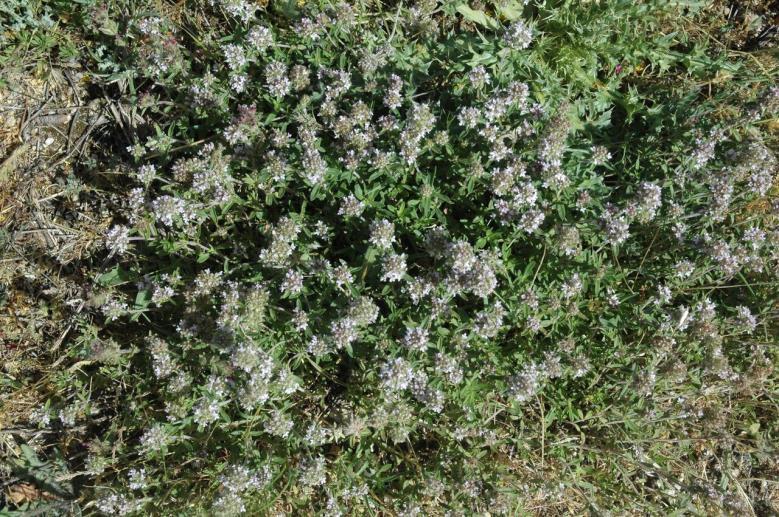 Εικόνα 10: Τσιμπρίτσα - Thymus sp.