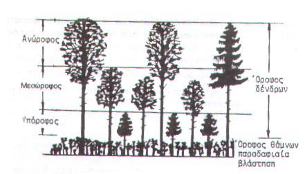22 Εικόνα 5: Ορόφωση συστάδας (από Ντάφη, 1999) 2.3.