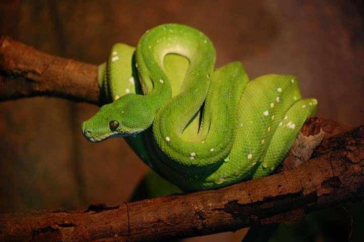 Dendroaspis