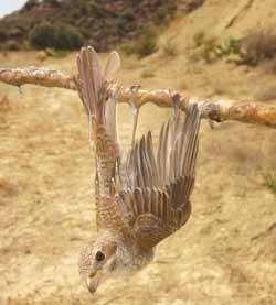 δραστηριότητα. Τα παγιδευμένα πουλιά σε ξόβεργα και δίκτυα οδηγούνται σε έναν αγωνιώδη θάνατο λόγω εξάντλησης και δίψας, ή στα χέρια των παγιδευτών.