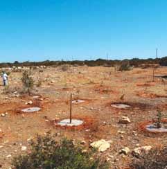Απομάκρυνση ξενικών ειδών και αποκατάσταση ιθαγενούς βλάστησης Έγινε επαναληπτική καταπολέμηση και απομακρύνθηκαν ακόμα 2.200 άτομα (Acacia saligna) στο Κάβο Γκρέκο.