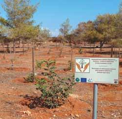 Για την ίδια δράση στην Κόσιη έγινε απομάκρυνση 48 ατόμων Eucalyptus για την αποκατάσταση του τύπου οικοτόπου 5420.