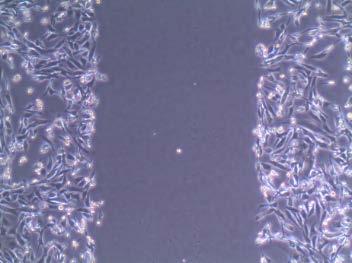 Figure S33.