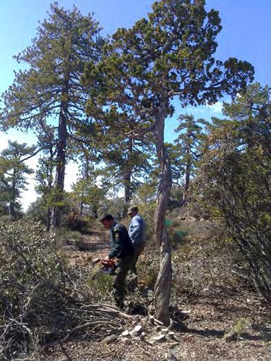 HABITAT DEMARCATION AND FENCING Selected parts of the Juniperus habitat at Troodos NFP and Akamas were demarcated and fenced, in order to discourage access to the habitat and limit the negative