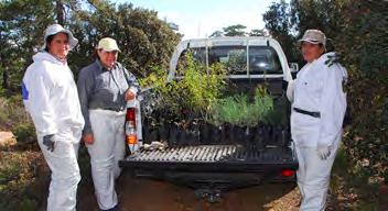 FIRE PREVENTION In Cyprus, forest fires are a major threat to the Juniperus forests and could lead to the loss of the habitat s ecological viability and keystone species composition, since Juniperus