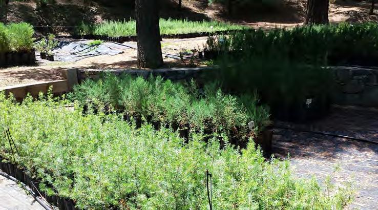 Small-scale reforestations took place where the habitat was degraded or existing in the past with saplings made available by the nurseries of the Department of Forests.