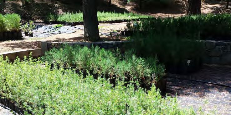 Έγιναν αναδασώσεις μικρής κλίμακας με δενδρύλλια από τα φυτώρια του Τμήματος Δασών σε θέσεις όπου ο οικότοπος ήταν υποβαθμισμένος ή υπήρχε στο παρελθόν αλλά εξαφανίστηκε.