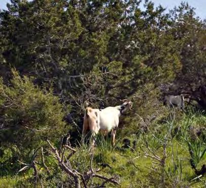 THE HABITAT Endemic forests with Juniperus species is a priority habitat type (9560*) of the Habitats Directive (Dir.