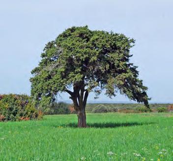 JUNIPER SPECIES Stinking Juniper (Juniperus foetidissima) is a long-lived tree that can reach up to 20 m in height.