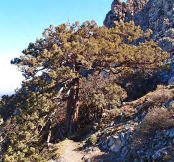 On rocky, poor slopes Juniperus foetidissima forms open stands whereas on better sites relatively dense stands can be found.