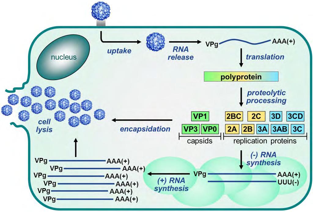 6) Poly-A tract: Καθοδικά της 3 UTR, υπάρχει μια poly-a ουρά, μήκους 65-100 νουκλεοτιδίων, υπεύθυνη για τη σταθερότητα των μεταγράφων [20].