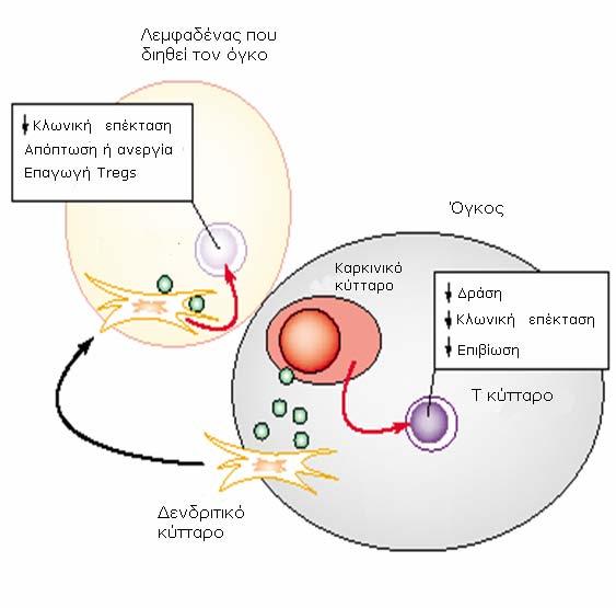 IDO και καρκίνος Ανοσοκατασταλτική δράση Επιχώριος λεμφαδένας είωση της συγκέντρωσης της τρυπτοφάνης Παραγωγή τοξικών μεταβολιτών για τα Τ