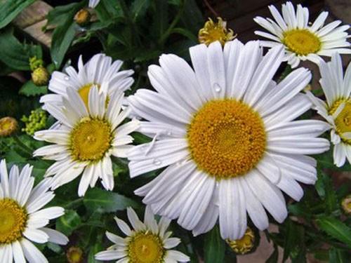 Πύρεθρο Chrysanthemum cinerariaefolium Ένα από τα καλύτερα απωθητικά φυτά για τον λαχανόκηπο. Μαζεύουμε τα άνθη όταν είναι πλήρως ανθισμένα και τα αποξηραίνουμε σε σκοτεινό και ξερό χώρο.