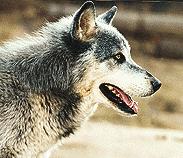 ΣΤΟ ΖΩΟΛΟΓΙΚΟ ΚΗΠΟ Διαβάστε τις παρακάτω πινακίδες και προσπαθήστε να απαντήσετε στις ερωτήσεις σχετικά με τα ζώα. Ο λύκος θυμίζει πολύ ένα μεγάλο άγριο σκύλο. Ζει 16 χρόνια.