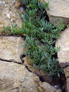 ο κρίταμος (Crithmum maritimum L.). Στην αρχιτεκτονική παραθαλλάσιων κήπων ο κρίταμος προτείνεται για πολλούς λόγους: Οι όμορφες και μοναδικές αποχρώσεις που έχει.