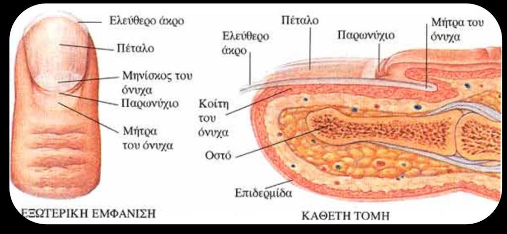 Εικόνα 1.4. Εμφάνιση και δομή νυχιού Το πέταλο των νυχιών εκτείνεται από το απομακρυσμένο άκρο της μήτρας του νυχιού στο υπονύχιο.