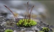 Tortula