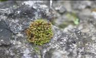 Grimmia