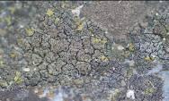 Caloplaca