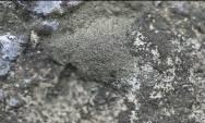 Lecanora