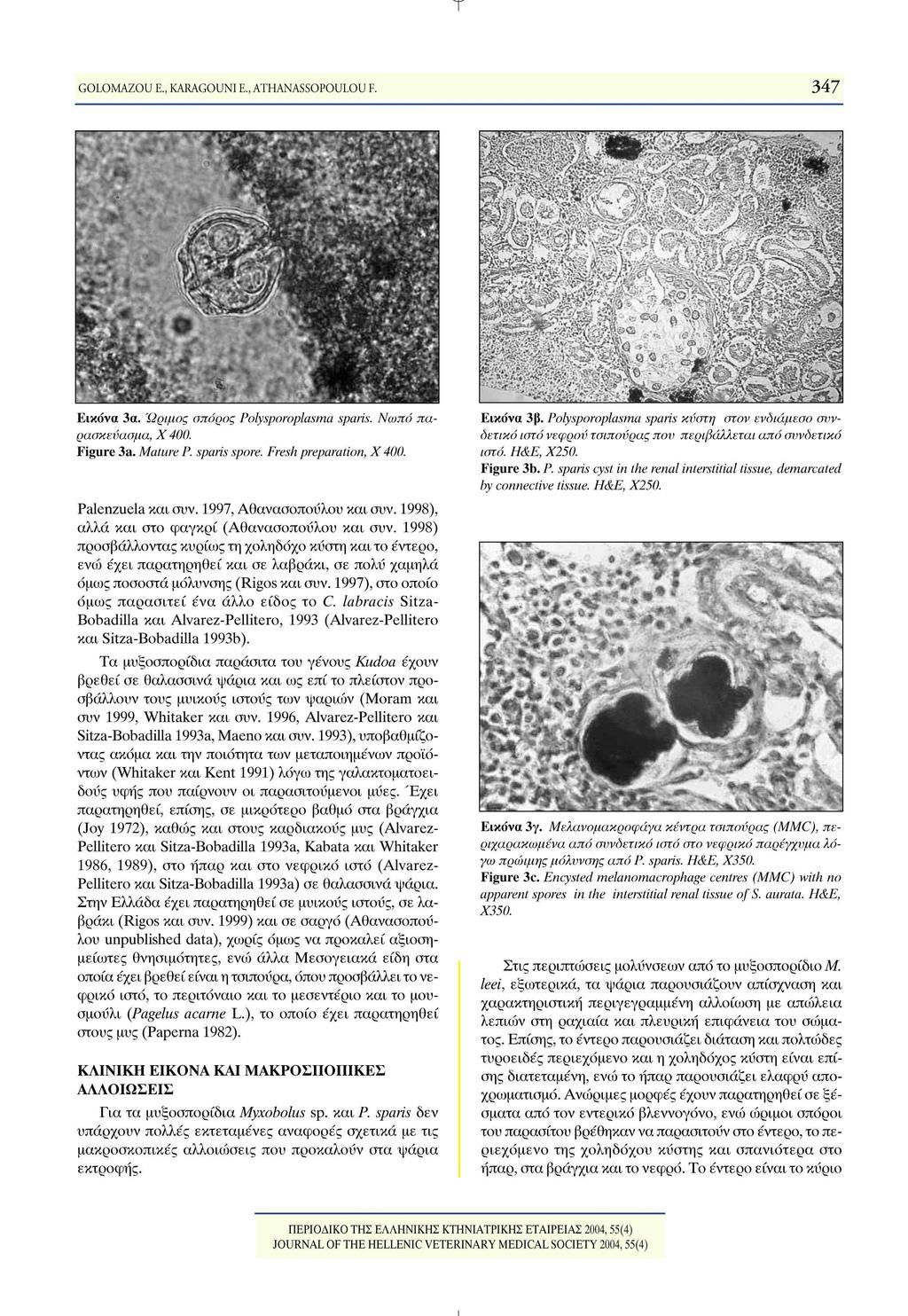 347 GOLOMAZOU E., KARAGOUNI E., ATHANASSOPOULOU F. Εικόνα 3α. Ώριμος σπόρος Polysporoplasma spans. Νωπό πα ρασκεύασμα, Χ 400. Figure 3a. Mature P. spans spore. Fresh preparation, X400. Εικόνα 3 β.