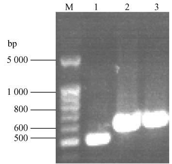 competent cells 1 3 A The recombinant plasmid pegfpc1-fat-1 extracted from the 60 μmol / L 18 2 ω-6pufas Linoleic acid positive clone was identified by KpnⅠ / BamHⅠ digestion M 1 kb DNA ladder 1 2