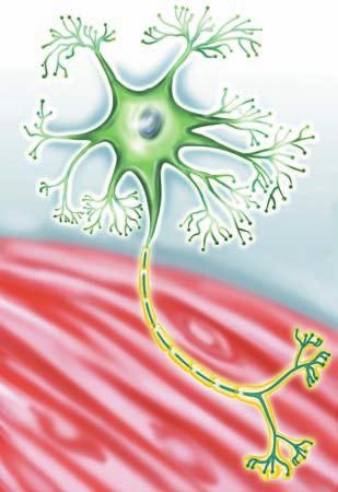 5 Eικόνα 1.2. Μια κινητική µονάδα αποτελείται από τον κινητικό νευρώνα και τις µυϊκές ίνες τις οποίες νευρώνει. Συνήθως, µια κινητική µονάδα περιέχει περισσότερες α- πό τρεις µυϊκές ίνες.