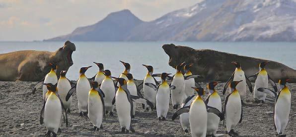 GRAND PENGUINS WITH SEAL ROCKS CRUISE ΘΕΑΜΑ ΑΓΡΙΑΣ ΖΩΗΣ Έναρξη:10:00 Διάρκεια: 11 ώρες (Χειμώνας) 13.5 (Καλοκαίρι) Μια πραγματικά εκπληκτική εμπειρία άγριας ζωής!