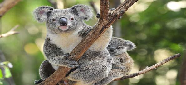 PUFFING BILLY WITH WILDLIFE & LUNCH PUFFING BILLY & ΑΓΡΙΑ ΖΩΗ Έναρξη: 08:10 Διάρκεια: 9.