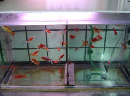 28/06/2006. Τα χρυσόψαρα (C. auratus), που χρησιµοποιήθηκαν για την ολοκλήρωση του πειράµατος, προήλθαν από εµπορικό Εικόνα 4: Εργαστήριο υδατοκαλλιεργειών. κατάστηµα του Βόλου.
